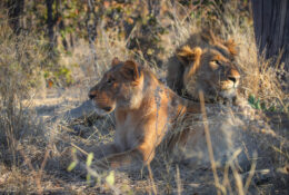 Botswana (35/52)